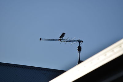 Low angle view of bird perching on roof