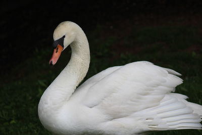 Close-up of white swan