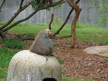 Monkey sitting on tree trunk