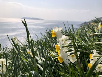 Close-up of flowering plants by sea against sky