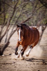 Horse running on tree