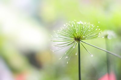 Close-up of dandelion on plant