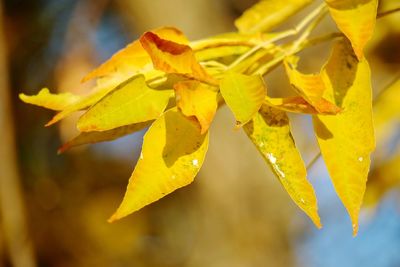 Close-up of yellow leaves on plant during autumn