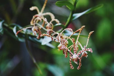 Close-up of flowering plant