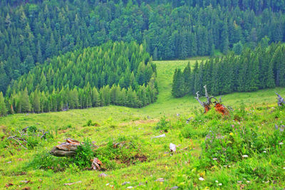 Trees on grassy field