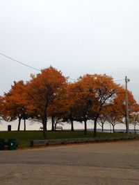 Trees in autumn