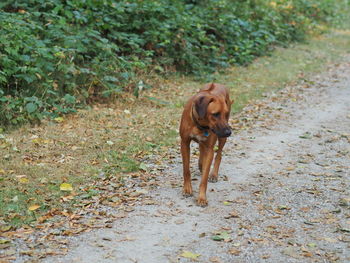 Dog walking in a field
