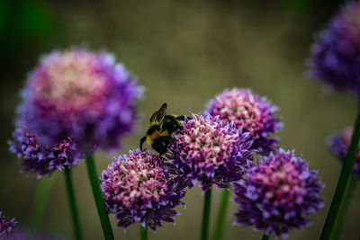 Close-up of bee pollinating on purple flower