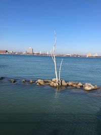 Scenic view of sea against clear blue sky