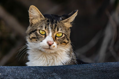 pet