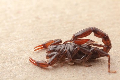 Close-up of crab on beach