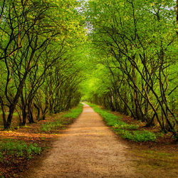 Dirt road along trees and plants