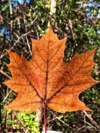 Close-up of maple leaf on tree