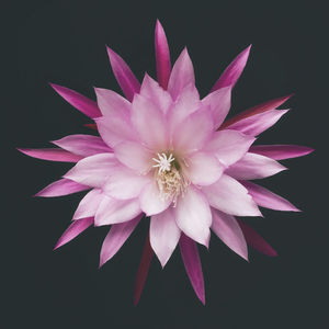 Close-up of pink water lily