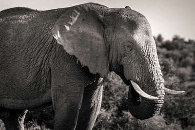 Close-up of elephant on land