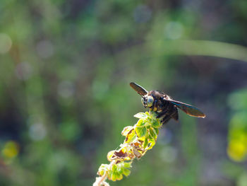 Close-up of bee pollinating on flower