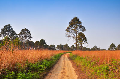 Scenic view of field against clear sky