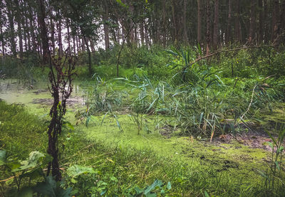 Scenic view of lake in forest