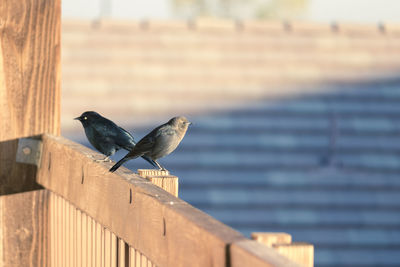 Close-up of bird perching on retaining wall