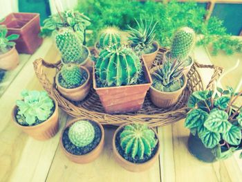 Full frame shot of potted plants