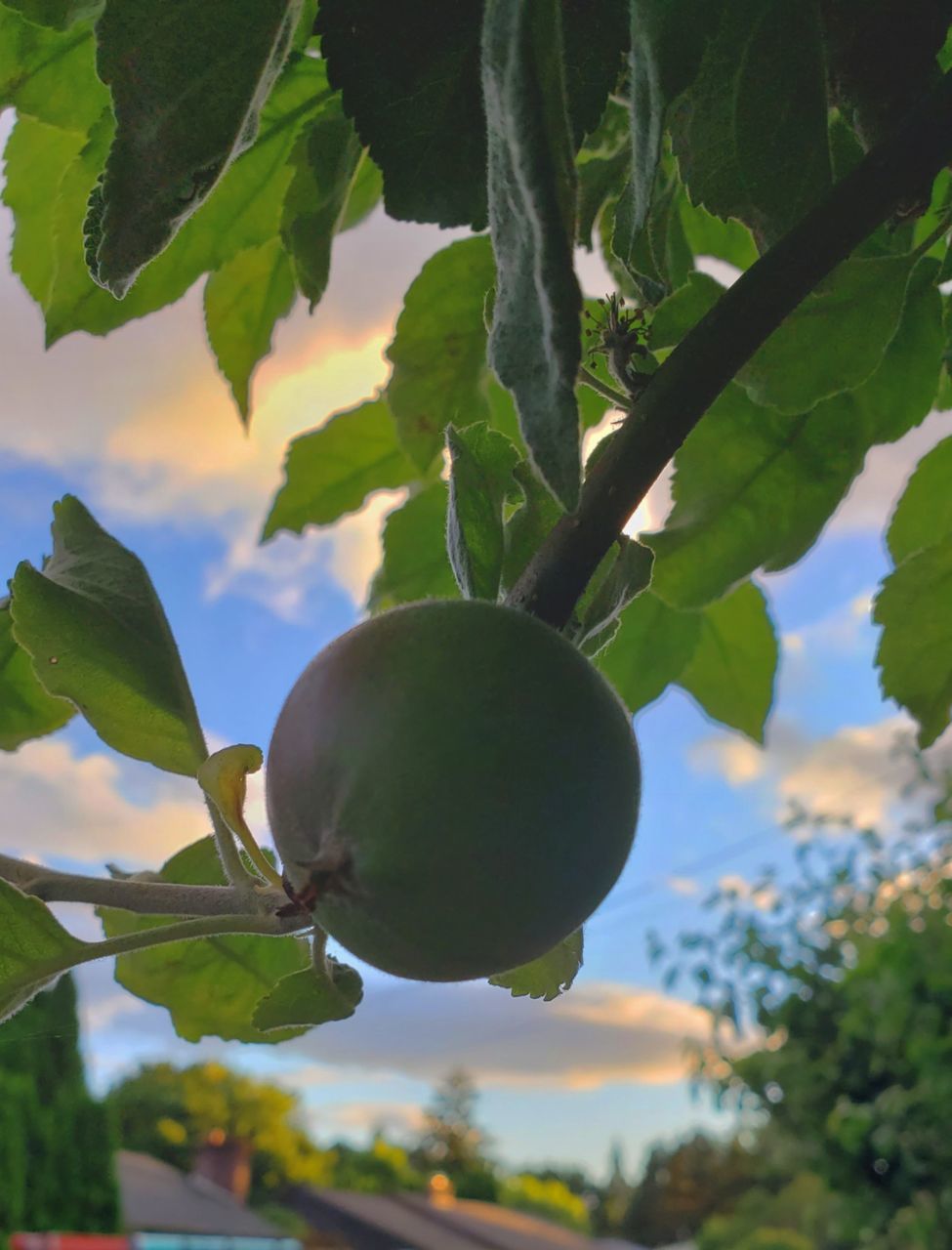 fruit, tree, food, food and drink, healthy eating, plant, green, branch, leaf, plant part, growth, produce, nature, agriculture, freshness, flower, wellbeing, fruit tree, no people, hanging, outdoors, ripe, day, focus on foreground, close-up, sky, organic, low angle view, landscape, crop