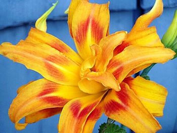 Close-up of yellow flower