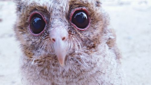 Close-up portrait of owl