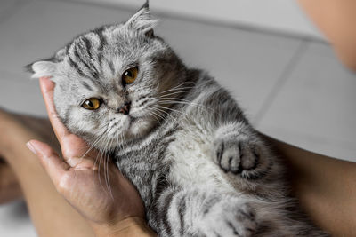 Close-up of hand holding cat