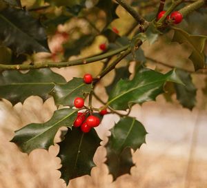 Close-up of red berries growing on tree