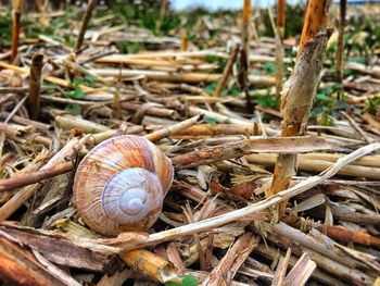 Close-up of snail on twigs