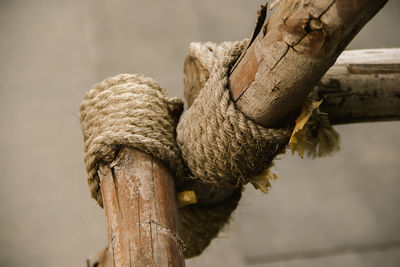 Close-up of wooden post on tree trunk