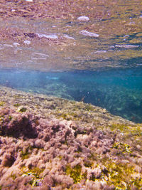 Close-up of sea shore