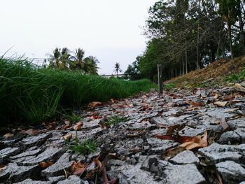 Trees growing on rock