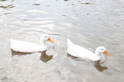 High angle view of ducks swimming in lake