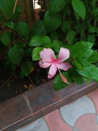 Close-up of pink flower