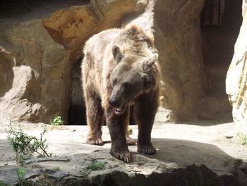 Horse standing in a zoo