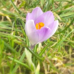 Close-up of purple flowers blooming in field