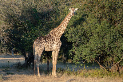 View of giraffe with tongue out in front of bushes