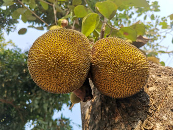 Low angle view of fruits on tree