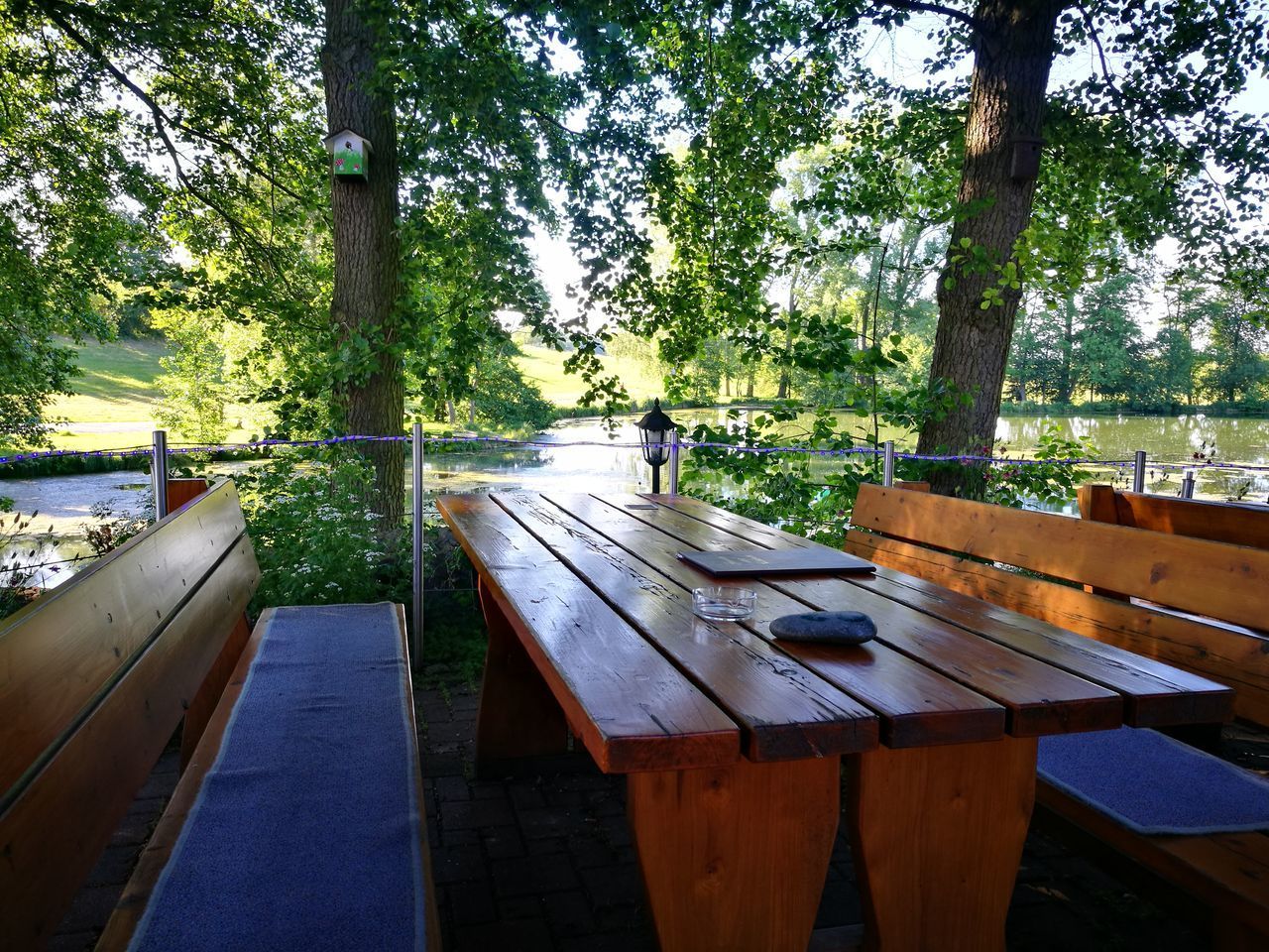 VIEW OF TREES IN PARK