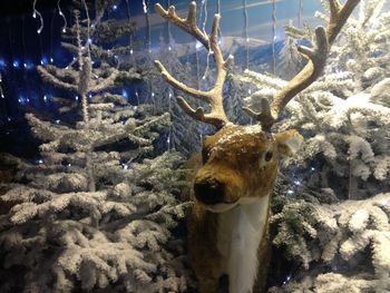 Deer on christmas tree during winter