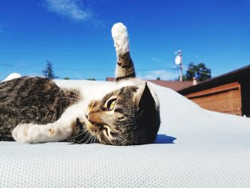 Close-up of cat lying against blue sky