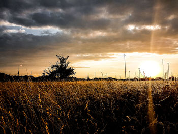 Plants growing on field against sky during sunset