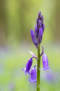 Close-up of purple flowering plant