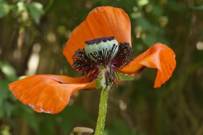 Close-up of orange flower