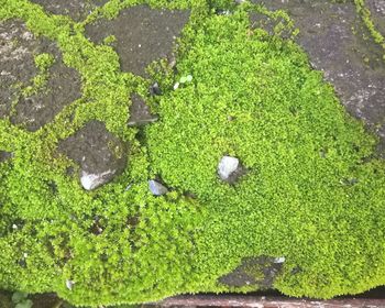 High angle view of leaf floating on water