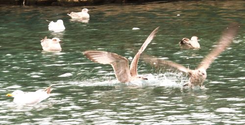 Ducks swimming in lake