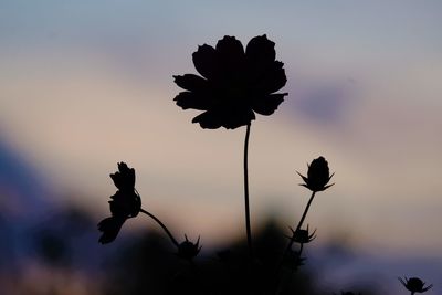 Close-up of silhouette flowering plant against sky during sunset