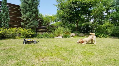 Dog playing with toy car in backyard