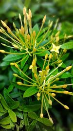 Close-up of fresh green plant